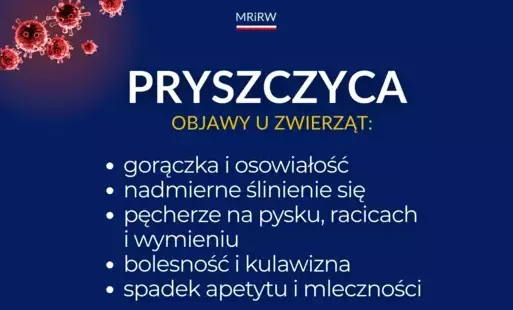 Zdjęcie do Informacje dot. pryszczycy (FMD)